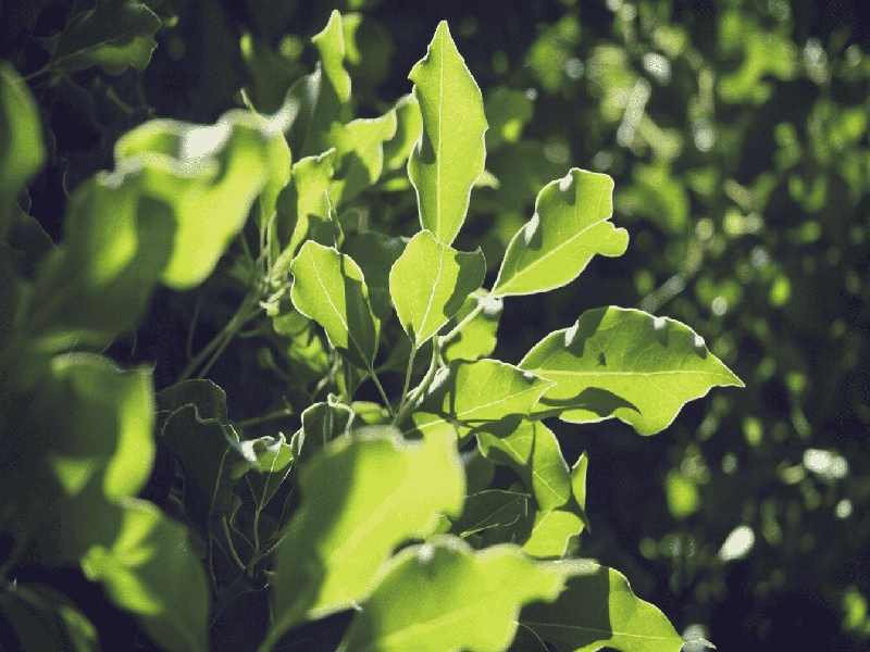试管移植几天算怀孕试管婴儿生龙凤胎的费用备孕试管齐齐哈尔